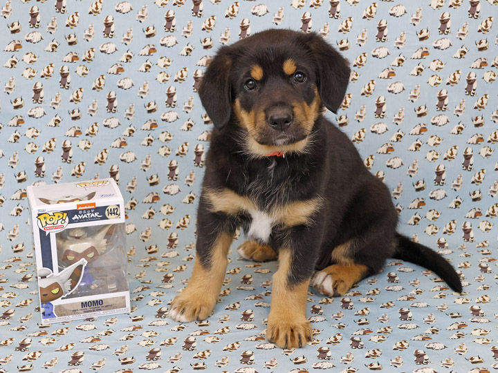 chinook puppy